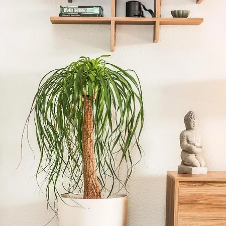 Suburban Casa